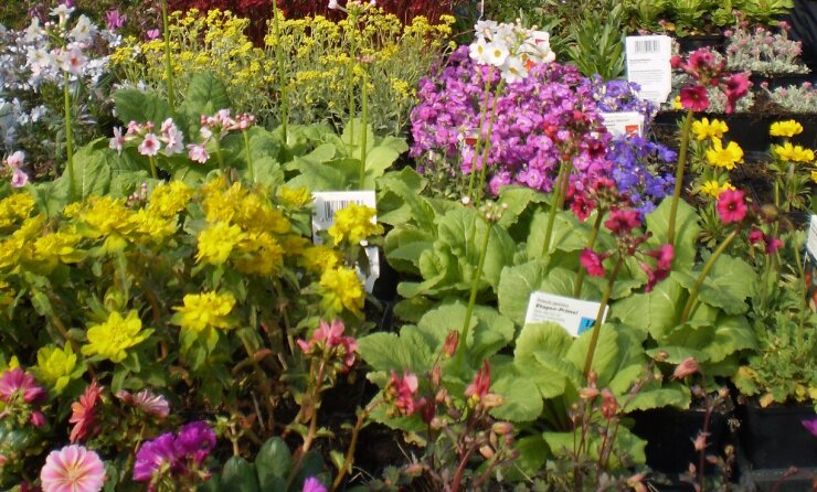 Bild 2 Im Ausstellungskomplex "Miniaturschauanlage Klein-Vogtland - Botanischer Garten Adorf" wieder die schon zur Tradition gewordene große Herbstpflanzenbörse statt.