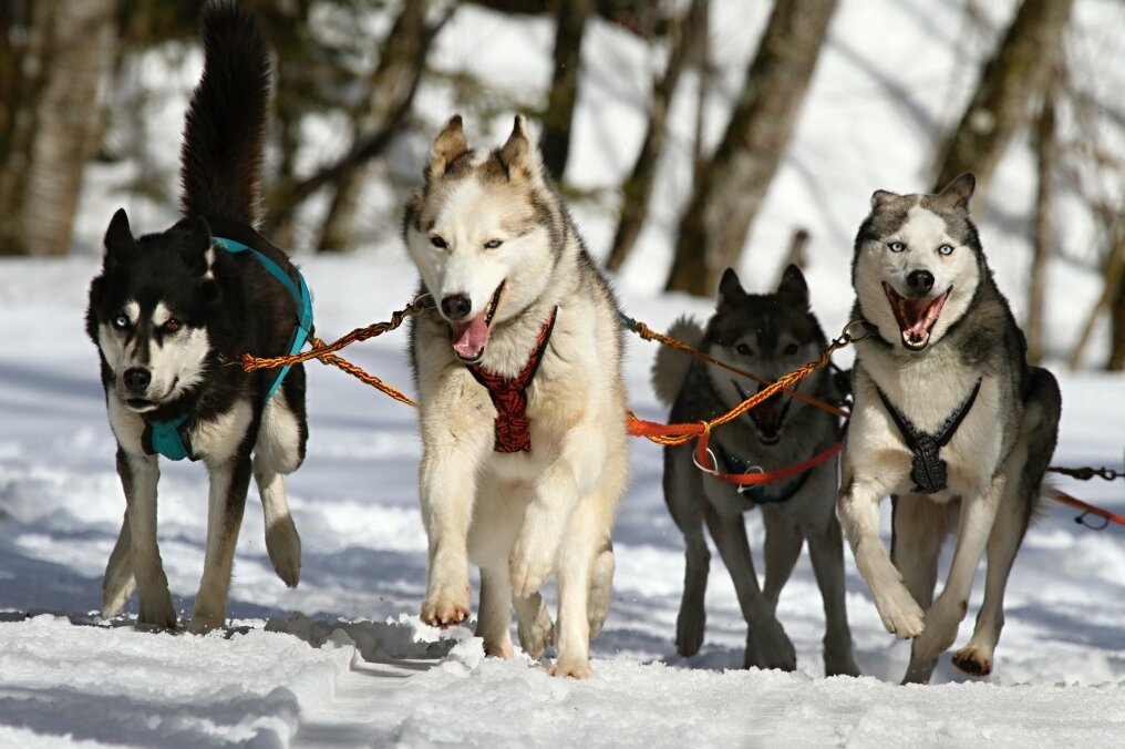 Schlittenhundetour: Hier könnt ihr das Abenteuer mit Huskys wagen