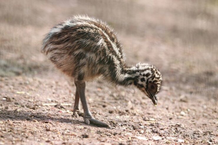 Bild 1 Bei den Emus sind insgesamt drei Jungtiere geschlüpft.