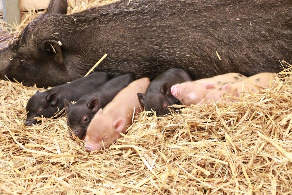 Tierpark Chemnitz: Nachwuchs bei den Minischweinen