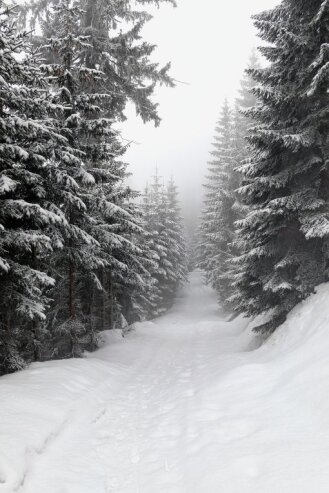 Bild 2 Eine Winterwandung durch einen verschneiten Wald ist auch eine Überlegung wert. Foto: Unsplash