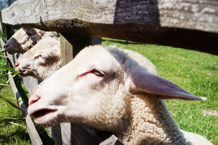 Bild 1 Zum traditionellen Schäfertag werden in Eubabrunn verschiedene Schaf- und Ziegenrassen vorgestellt.