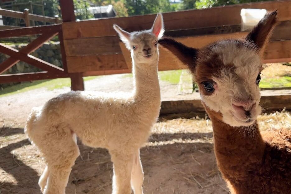 Zoo der Minis in Aue: So süß ist der neueste Alpaka-Nachwuchs