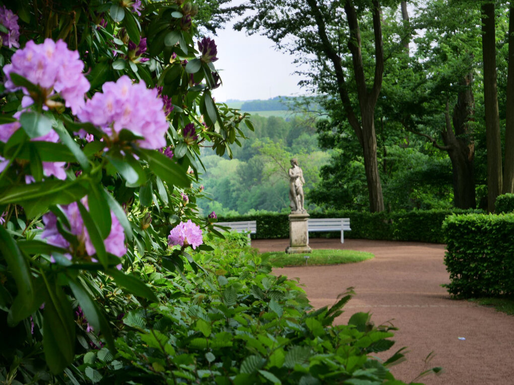 Prächtige Lila- und Rosa-Töne: Blühende Rhododendren im Schlosspark Lichtenwalde