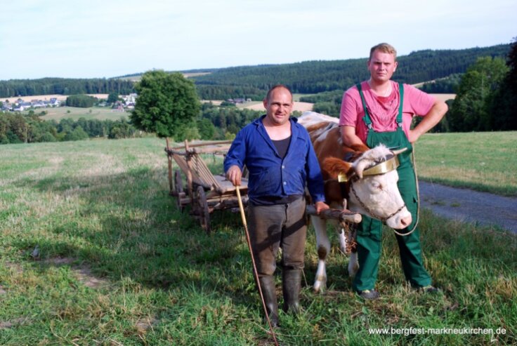 Bild 7 Kuh Elsa als Zugmittel in der Landwirtschaft zeigt historische Land- und Fahrzeugtechnik in Aktion.