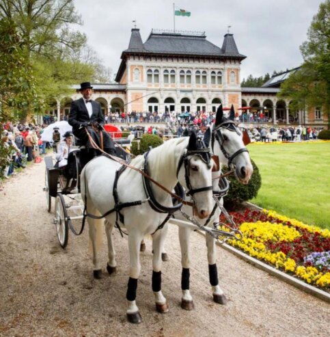 Bild 1 Edle Pferderassen präsentieren sich vor prachtvollen historischen Kutschen bei der "Equipage Bad Elster".