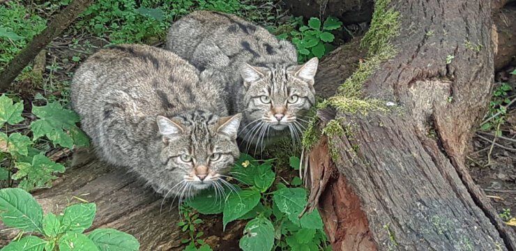 Bild 1 Im Wildkatzengehege kann man die beiden Wildkatzen Wilma und Walli hautnah erleben.