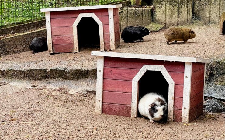 Bild 4 Im Auer Zoo der Minis ist auch eine Gruppe Meerschweinchen zuhause. Foto: Ralf Wendland