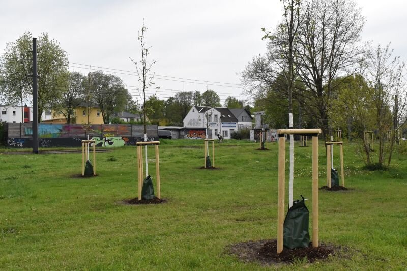 Chemnitz wird noch grüner: Neue Bäume für Parks und den Stadtwald