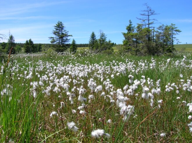 Bild 1 Im Naturschutzgebiet Schwarze Heide finden sich auch diese Wollgräser.