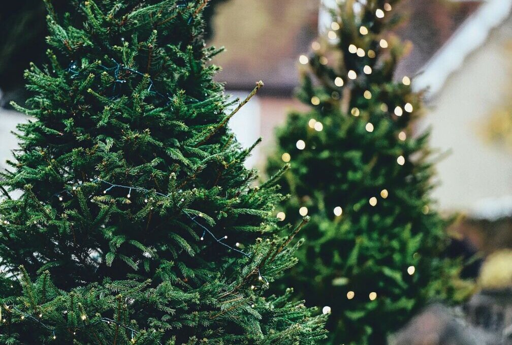 Rettet den Weihnachtsbaum: Eine Tanne zum wieder Einpflanze