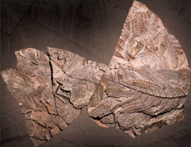 Bild 2 Bei der Präparation des Fossilfundes bewies Evgeny Fridland enorme Geduld und Fingerspitzengefühl.